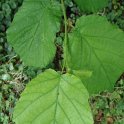 Corylus avellana feuille